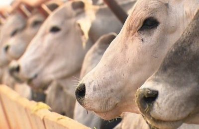 Entenda a polêmica sobre o uso de antibióticos na produção de carnes