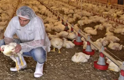 Programa Aprendizagem Rural do Senar-PE abre credenciamento para médicos veterinários