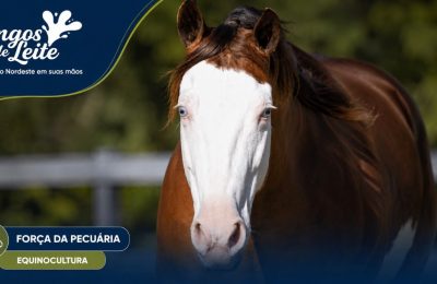 Égua do Haras W5, de Wesley Safadão, é vendida por R$ 6 milhões e entra para a história da genética equina brasileira