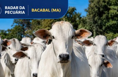 Arroba do boi e da vaca registra recuo em Bacabal (MA) na segunda semana de julho