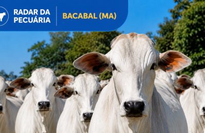Arroba do boi e da vaca acumula queda de R$ 10 em julho em Bacabal – MA