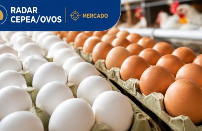 Mercado de ovos encerra primeira quinzena de julho com preços estáveis e vendas mais lentas