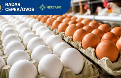 Demanda mais fraca reduz preços dos ovos em parte das regiões acompanhadas pelo Cepea
