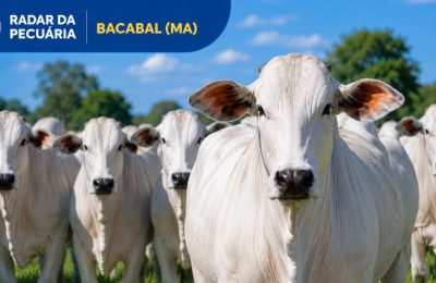 Mercado pecuário mantém estabilidade nas cotações em Bacabal (MA)
