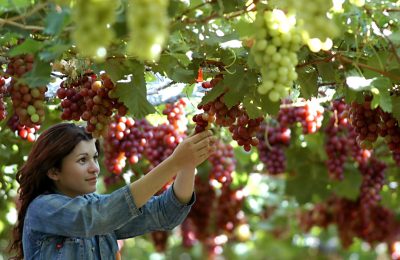Faepe alerta para impactos da tarifa dos EUA sobre o agro pernambucano