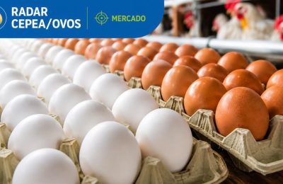Mercado de ovos encerra julho com preços estáveis e expectativa de aquecimento da demanda