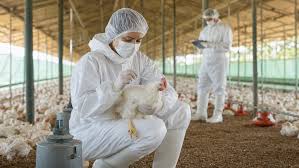 Adagro conclui ações de vigilância contra Influenza Aviária e Doença de Newcastle em Pernambuco