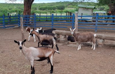 Pernambuco institui Programa Estadual de Sanidade Caprina e Ovina e fortalece caprinovinocultura