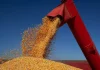 Nordeste amplia produção de grãos e ganha força no cenário agrícola brasileiro