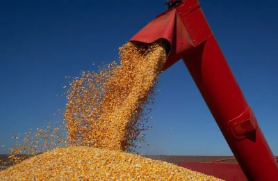 Nordeste amplia produção de grãos e ganha força no cenário agrícola brasileiro