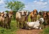 Bacia leiteira de Bodocó se fortalece e amplia protagonismo do agro no Araripe
