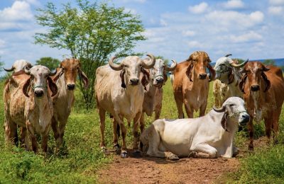 Bacia leiteira de Bodocó se fortalece e amplia protagonismo do agro no Araripe