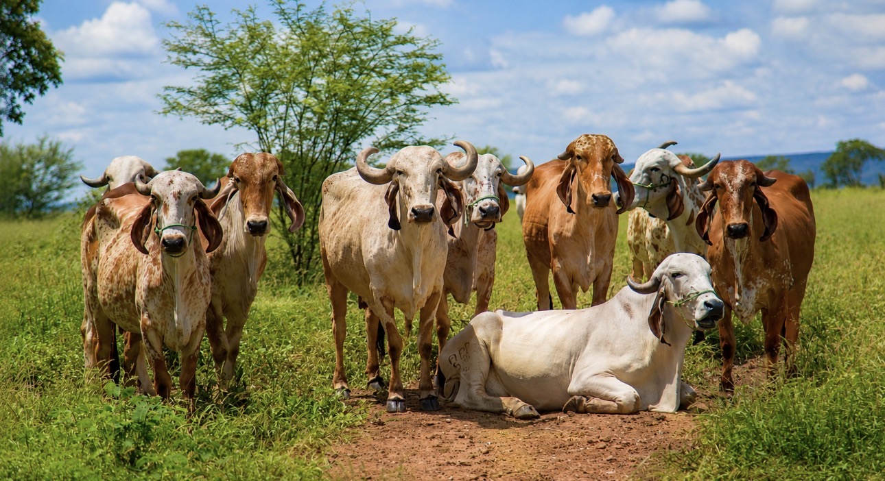 Bacia leiteira de Bodocó se fortalece e amplia protagonismo do agro no Araripe