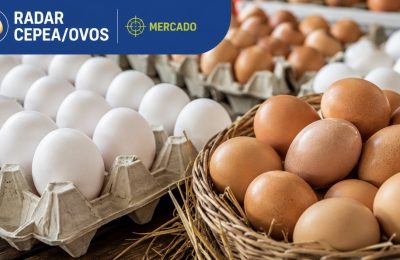 Ovos mantêm preços firmes e Recife registra alta de 4,7% na cotação do ovo branco