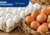 Demanda aquecida impulsiona preços dos ovos no início de agosto, aponta Cepea