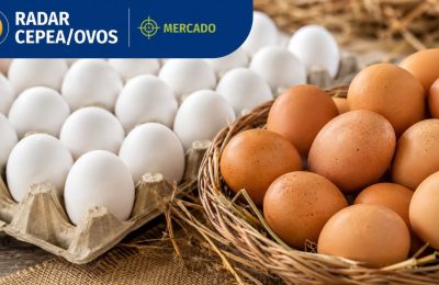 Demanda aquecida impulsiona preços dos ovos no início de agosto, aponta Cepea