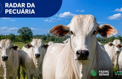 Arroba do boi gordo registra valorização em Bacabal (MA)