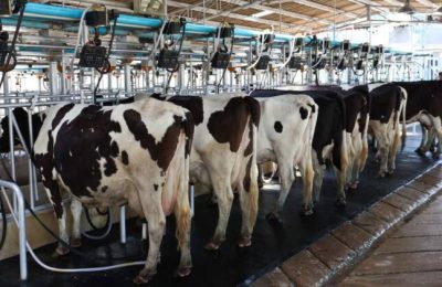 Captação de leite cresce no Brasil, mas importações seguem pressionando o mercado