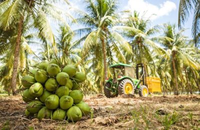 Petrolândia lidera produção nacional de coco verde e abastece praias do Nordeste