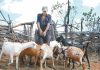 Mesmo com rebanho menor que BA, PE e PI, Paraíba lidera produção de leite de cabra no Brasil