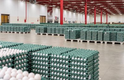 Pernambuco lidera produção de ovos do Nordeste no segundo trimestre de 2026