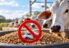 Cinco antimicrobianos são proibidos como melhoradores de desempenho na produção animal