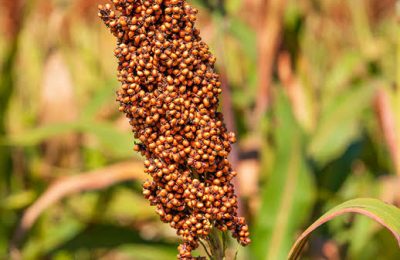A vez do sorgo, um grão pouco conhecido