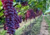 Uva coloca Pernambuco em destaque na produção agrícola nacional