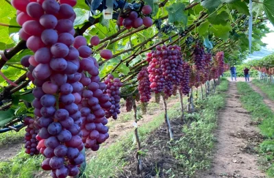 Uva coloca Pernambuco em destaque na produção agrícola nacional
