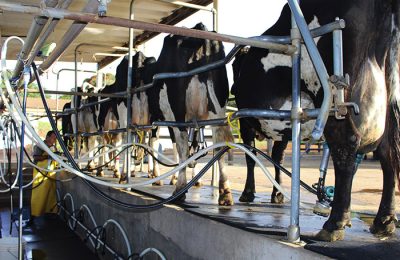 Nordeste produz 6,6 bilhões de litros de leite, mas produtividade ainda desafia a cadeia regional