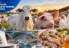 Pecuária brasileira tem queda no rebanho bovino, enquanto leite, mel e aquicultura avançam em 2025