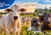 Rebanho bovino brasileiro cai pelo segundo ano consecutivo, mas Nordeste registra altas em vários estados
