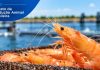 Produção brasileira de camarão cresce 18% em 2025, com protagonismo do Nordeste
