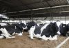 Sergipe lidera produtividade leiteira no Nordeste e produz mais que o dobro da média regional