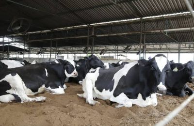 Sergipe lidera produtividade leiteira no Nordeste e produz mais que o dobro da média regional